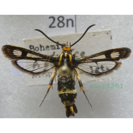 Chamaesphecia empiformis (Esper, 1783) Czech28n